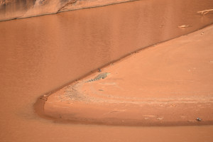 Sahara-Krokodil beim Sonnenbad